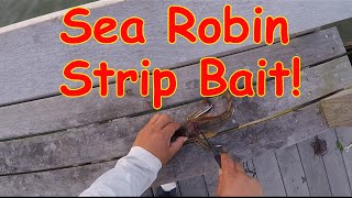 Fluke fishing using Sea Robin Strips