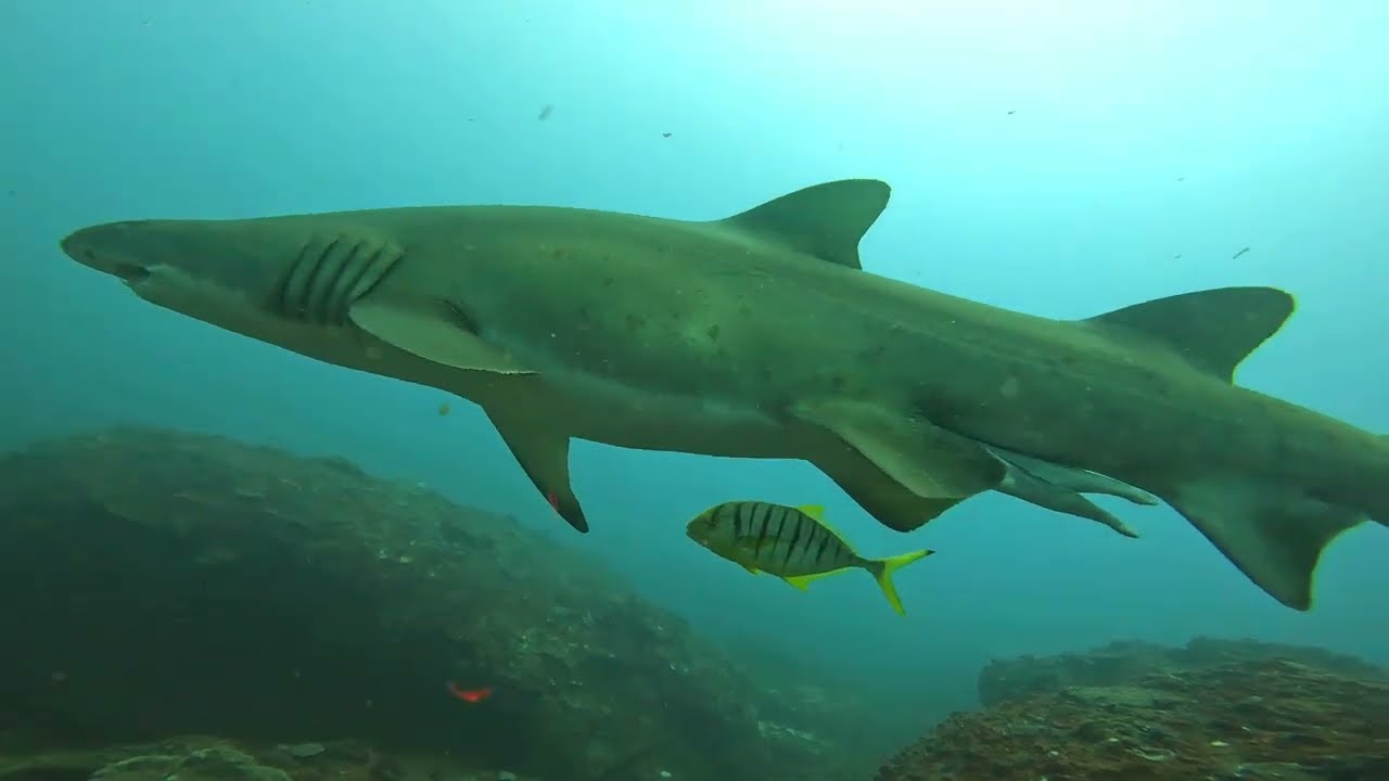 Shark Diving with 3 meter Grey Nurse Shark (Cage Free) Australia Mooloolaba
