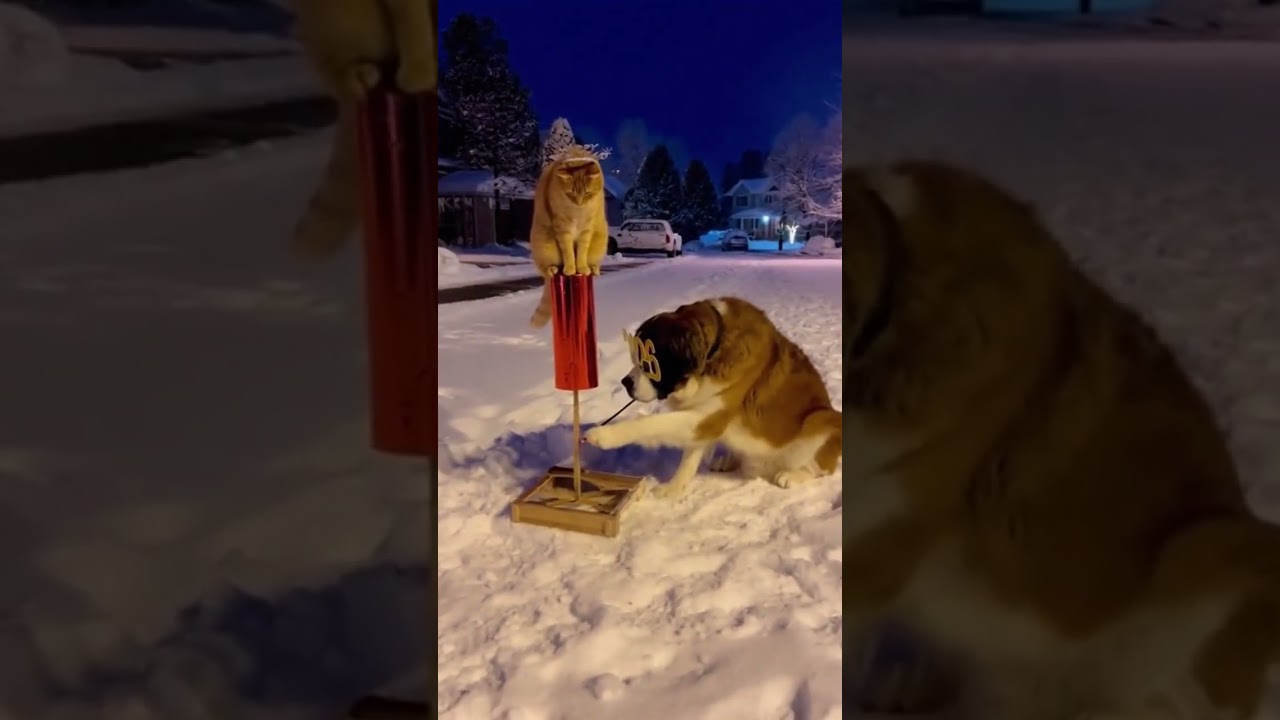 Happy New Year's Day 2026 From Orange Cat and Saint Bernard! 