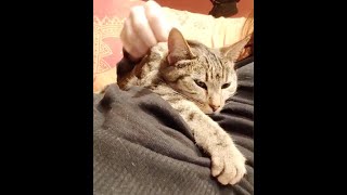 Cantabria Felina - NADIA - #adopciónresponsable