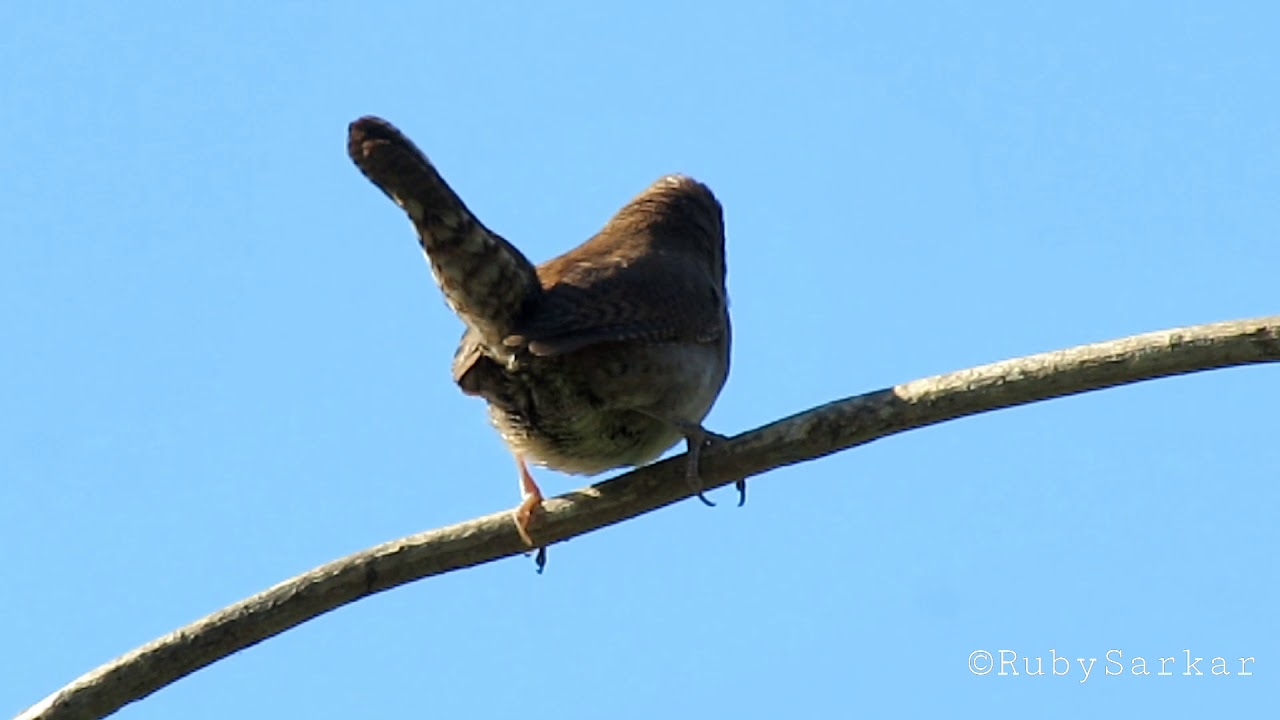 House Wren Singing, Thus Marking Its Territory Too YouTube