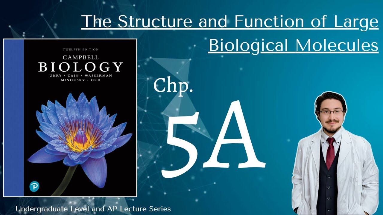 Campbell Biology 12th Ed  Chp 5 Part A Intro to large molecules and Carbo.