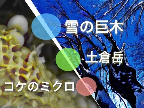 【電顕のおしごと】コケ（地衣類）を電子顕微鏡で見た！ #科学 #実験動画