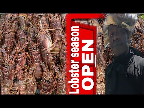 JULY 1 MASSIVE LOBSTER CATCH I COULDN'T WAIT TO OPEN THE LOBSTER SEASON DOOR 50 POUNDS 50 GUEST