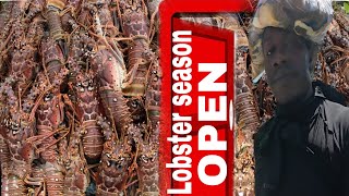 JULY 1 MASSIVE LOBSTER CATCH I COULDN'T WAIT TO OPEN THE LOBSTER SEASON DOOR 50 POUNDS 50 GUEST