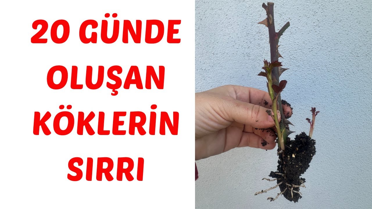 Kolay Gül Köklendirme, Gül Nasıl Çoğaltılır, Dalından Gül Köklendirme, Gül Ne Zaman Dikilir, Roses