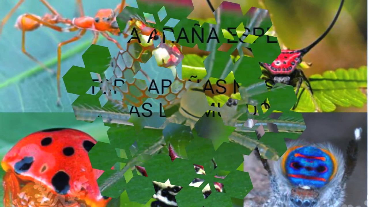 Las arañas más raras top - YouTube