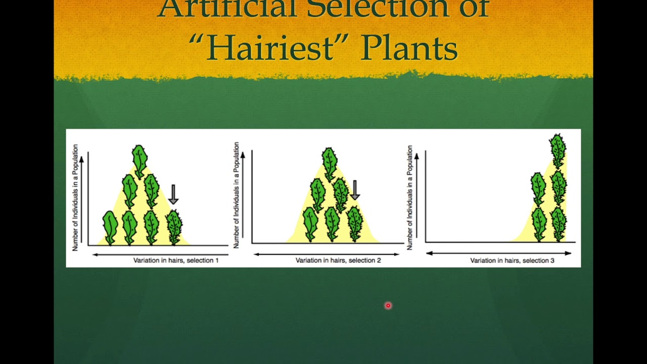 AP Biology Artificial Selection Lab Recap Part 1 YouTube