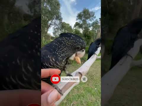 Black Cockatoo's😍😘🖤#short #bird #cockatoo #theparrotsclub