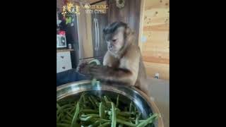 Kışlık Konserve Zamanı Gelince Gözü Dönen Annem Meritroyalbet