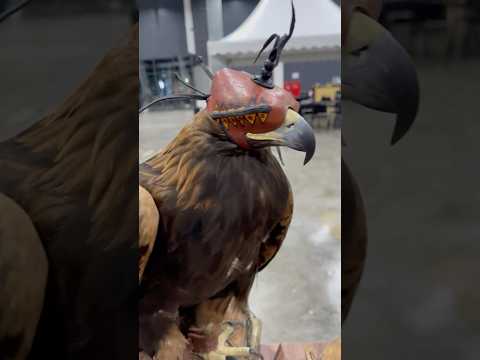 Golden Eagle 🦅 bird of prey.