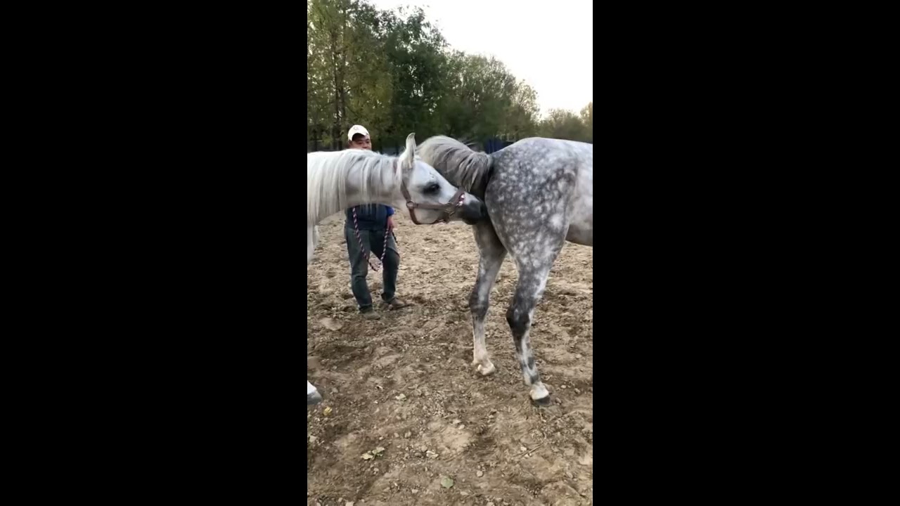 Best Wild Horses Mare Compilation Of Some Horse Fights Video 145