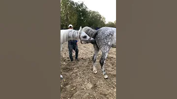 Best Wild Horses Mare Compilation Of Some Wild Horse Fights Video 145 