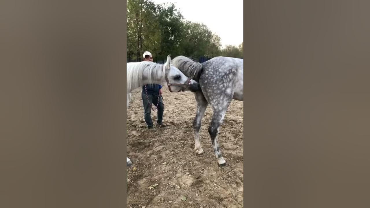 Best Wild Horses Mare Compilation of some Wild Horse Fights Video 145 Best Wild Horses Mare Compilation of some Wild Horse Fights Video 145