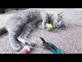 End of video
