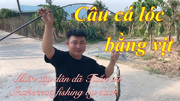 Câu cá - câu cá lóc bằng vịt - pha lên cá quá cao của cần thủ