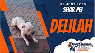 5 mo Shar Pei (Delilah) | Richmond's Best Dog Training | Off Leash K9 Training