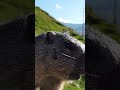 Lets see how that 🥕 tastes. #animals #marmota #nature #marmot #alps #carrot #murmeltier