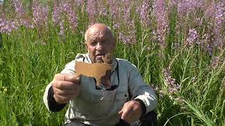 Рассказы Об Оленях.   Подготовка К Оленьим Гонкам