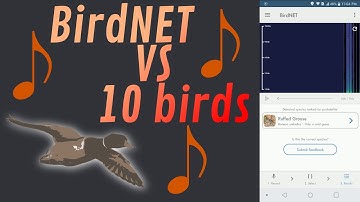 BirdNET AI vs 10 Birds: Identifying birds with machine learning