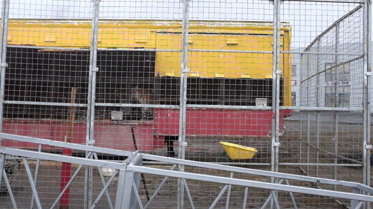 Pacing tigers at the circus