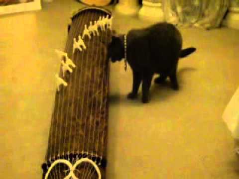 琴を演奏する猫(くるる)!