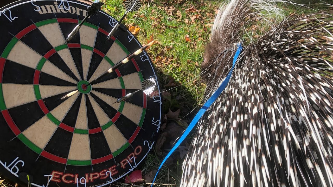 Can Porcupines Shoot Their Quills?