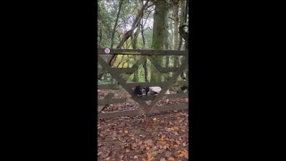 Dog Tries to Jump Through a Hole in the Gate but Got Stuck and Smacked Against It