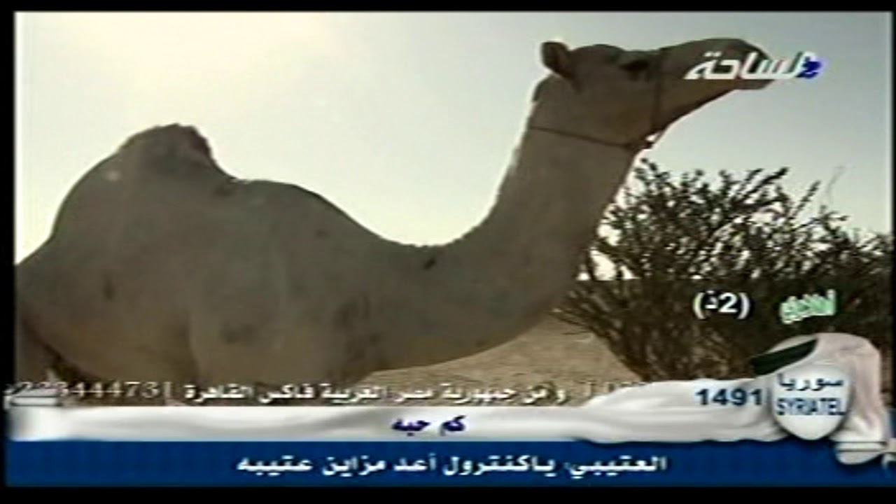 الشاعر رشيد زيد الزلامي العالي الروقي  العتيبي فتل ونقض