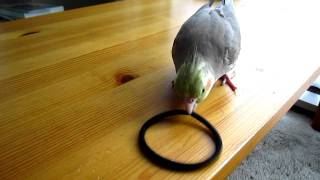 メイちゃんのネックレス