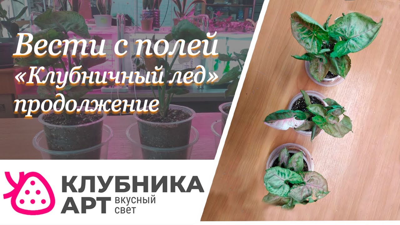 Вести с полей. "Клубничный лёд" продолжение. - YouTube