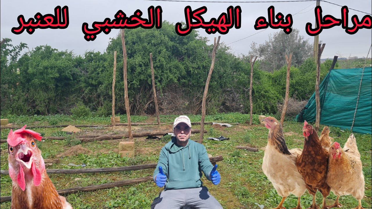 رحلة بناء عنبر دواجن من الصفر / عنبر دواجن باقل تكاليف 