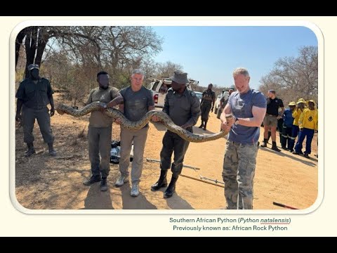 Python Rescue Under Car | Kruger National Park Adventure