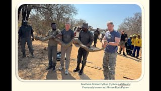 Python Rescue Under Car | Kruger National Park Adventure