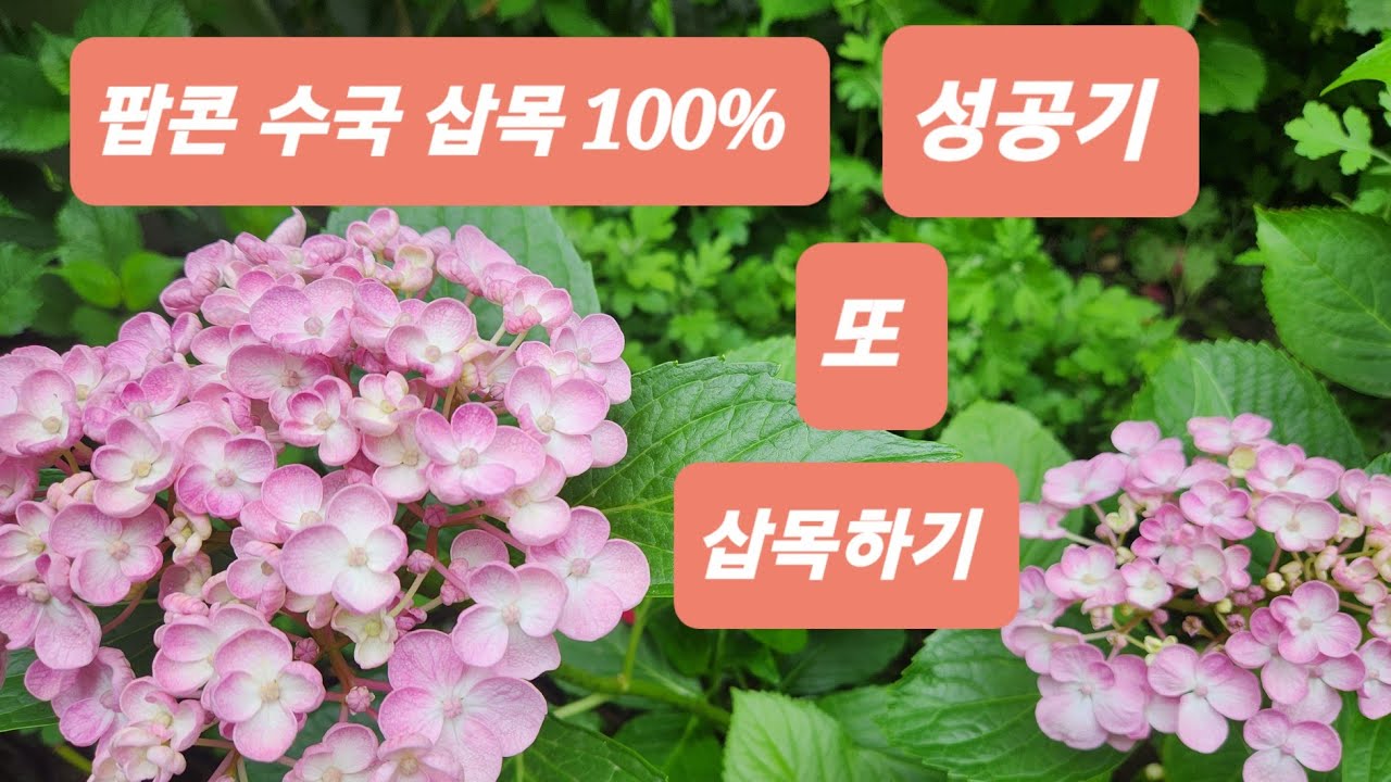 팝콘수국 삽목 100% 성공기 또 삽목하기