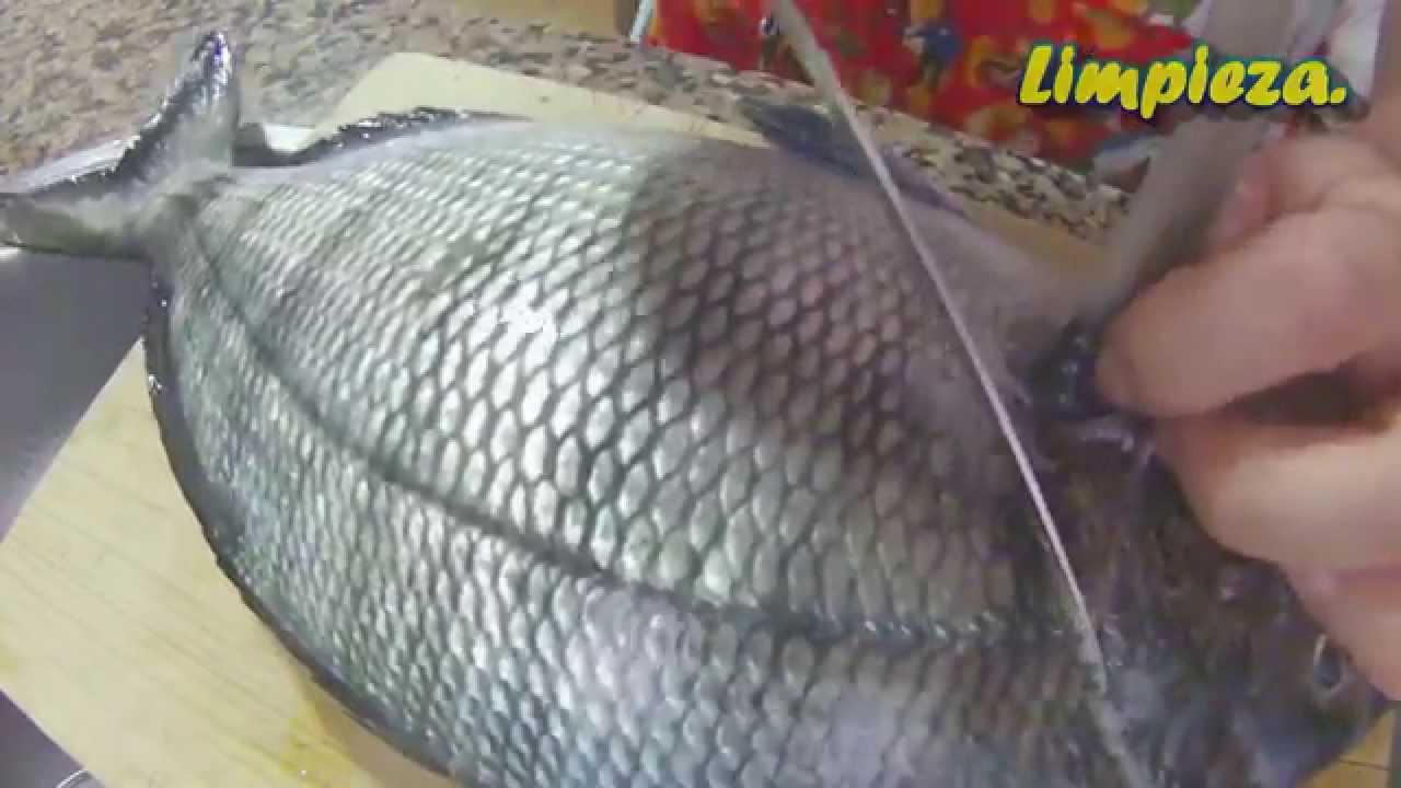 limpiar y filetear sargo pescaSub y Cocina.