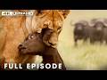 Nature's Most Dangerous Predators | FULL EPISODE | Wildlife Documentary