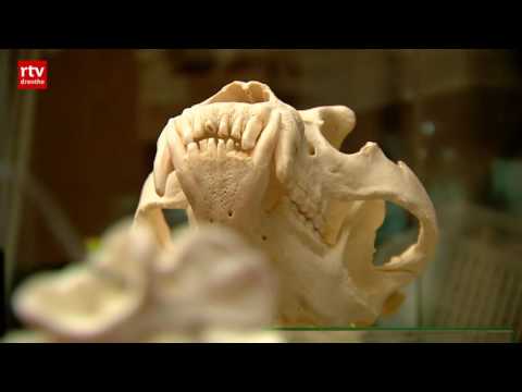 Video: Op De Tentoonstelling In China Toonden Ze Oude Schedels Met Sporen Van Trepanatie - Alternatieve Mening