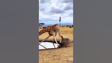 What is the leopard trying to do to the giraffe? 🐆🦒❓ 표범이 기린에게 뭐 하려는 걸까? #danger #leopard #giraffe