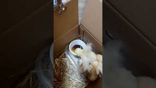 Tiny Chicks Go Crazy For Snacks  shorts