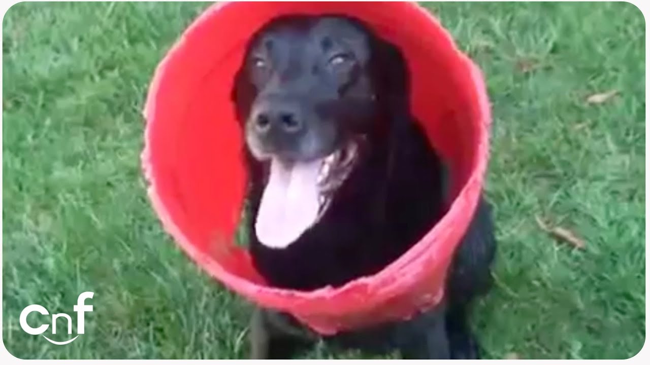 Dog and His Bucket Charcoal Has A Best Friend! YouTube