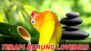 Suara Burung Lovebird Plus Terapi Air Untuk Lovebird Ngekek Panjang