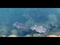 Preciosa pareja de sepias en aguas cristalinas / beautiful cuttlefish couple in crystal clear waters