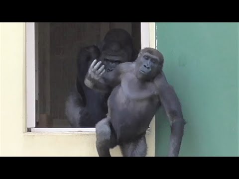 Shabani シャバーニ Gorilla family is energetic. ゴリラの家族は元気です キヨマサ、アニー、アイ、ネネ  Kiyomasa Nene Ai Annie - #53