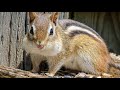 Lakeside Chipmunks For Cats - 12 Hours