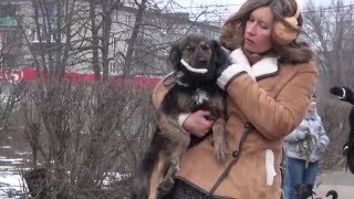 Собака Жужа Город Добра Хвост Трубой Собака Жужа Город Добра Хвост Трубой