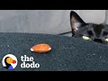Very scary cat is obsessed with a tiny almond  the dodo cat crazy