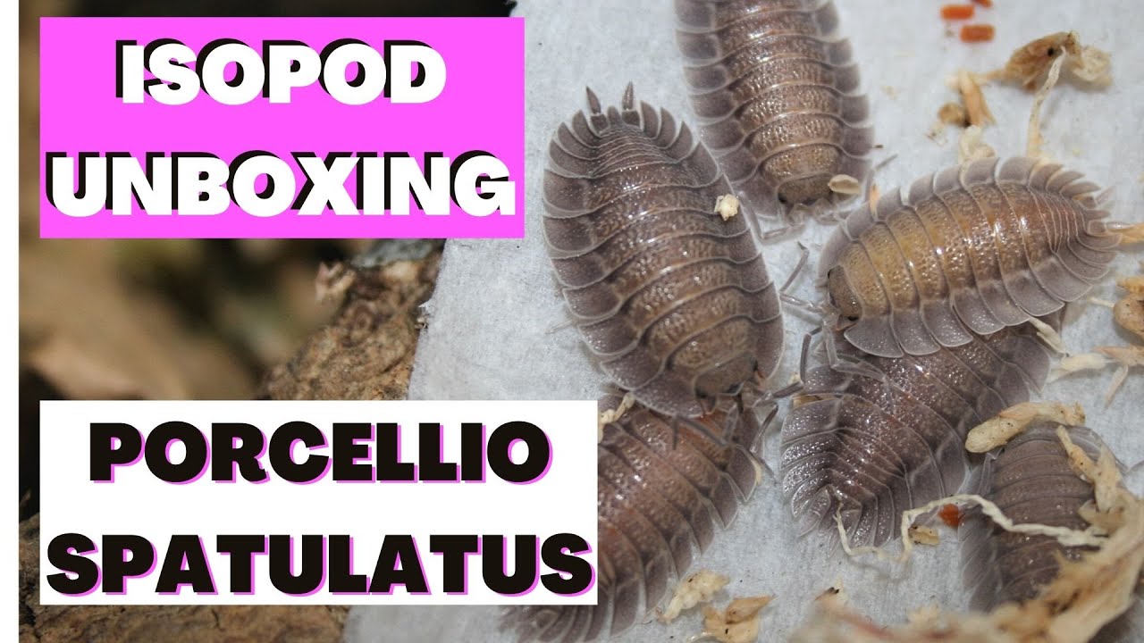 porcellio scaber colour morphs Isopod Unboxing from Reptilia Exotica and ISO Isopods