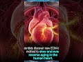 Discovering a way to slow down heart aging Japanese scientists