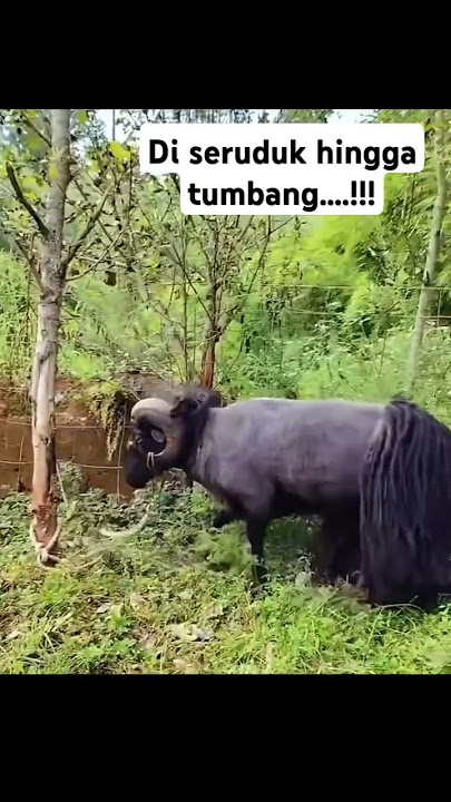Ada yang tau ini jenis domba apa #ternakkambing #goat #domba #animals #hewanpeliharaan #farming